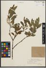 Foto von Salix phylicifolia L.